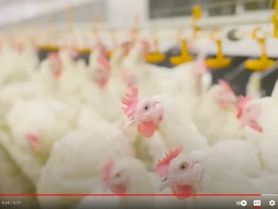 big-dutchman-2000x1122